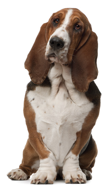 are basset hounds prone to cancer