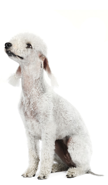 does the bedlington terrier have gastrointestinal signs