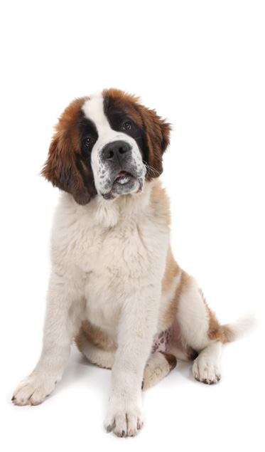 can bones cause disease in a saint bernard