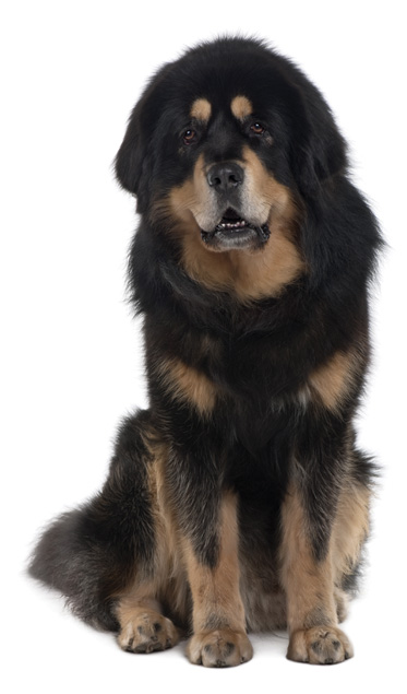 do tibetan mastiffs get along with cats